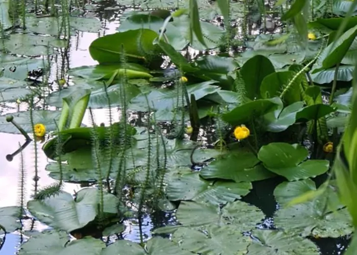 Lägenhet Pod Gora Witosza